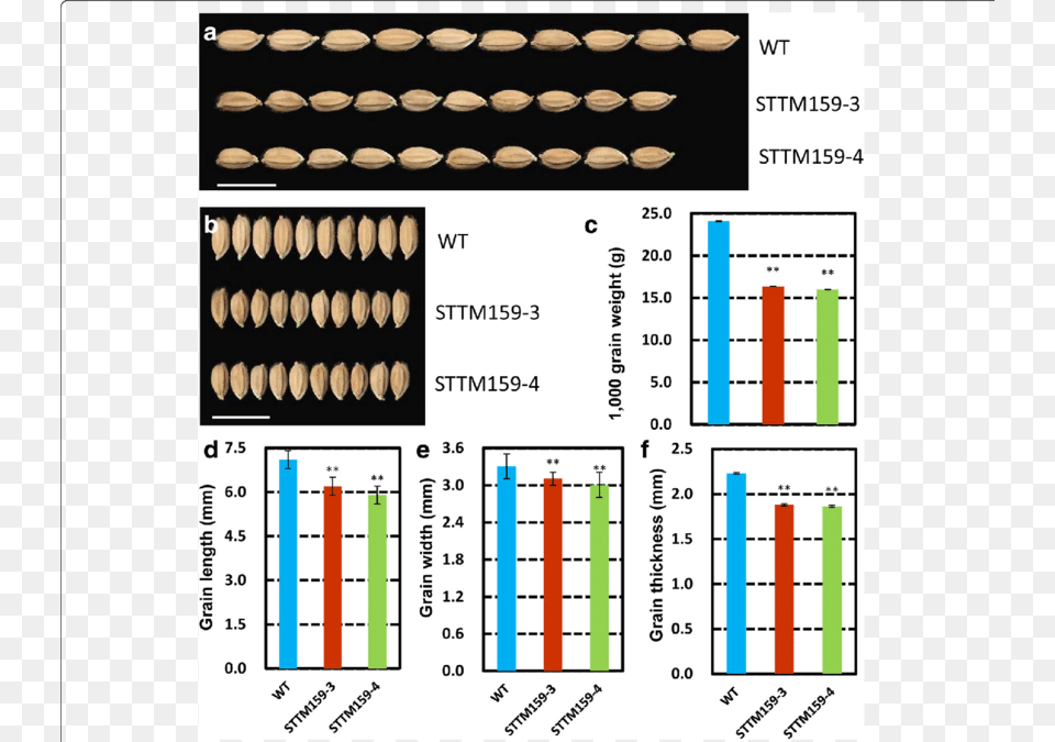 Detailed Grain Features In Sttm159 Transgenic Plants Wild Type, Text, Number, Symbol Png Image