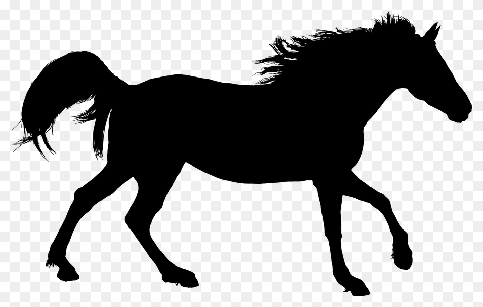 Detailed Horse Silhouette, Animal, Mammal, Colt Horse, Face Free Png