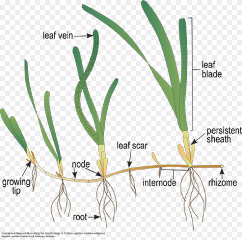 Detailed Illustration Of Posidonia Australis Source Posidonia Australis, Grass, Plant, Agropyron Free Png