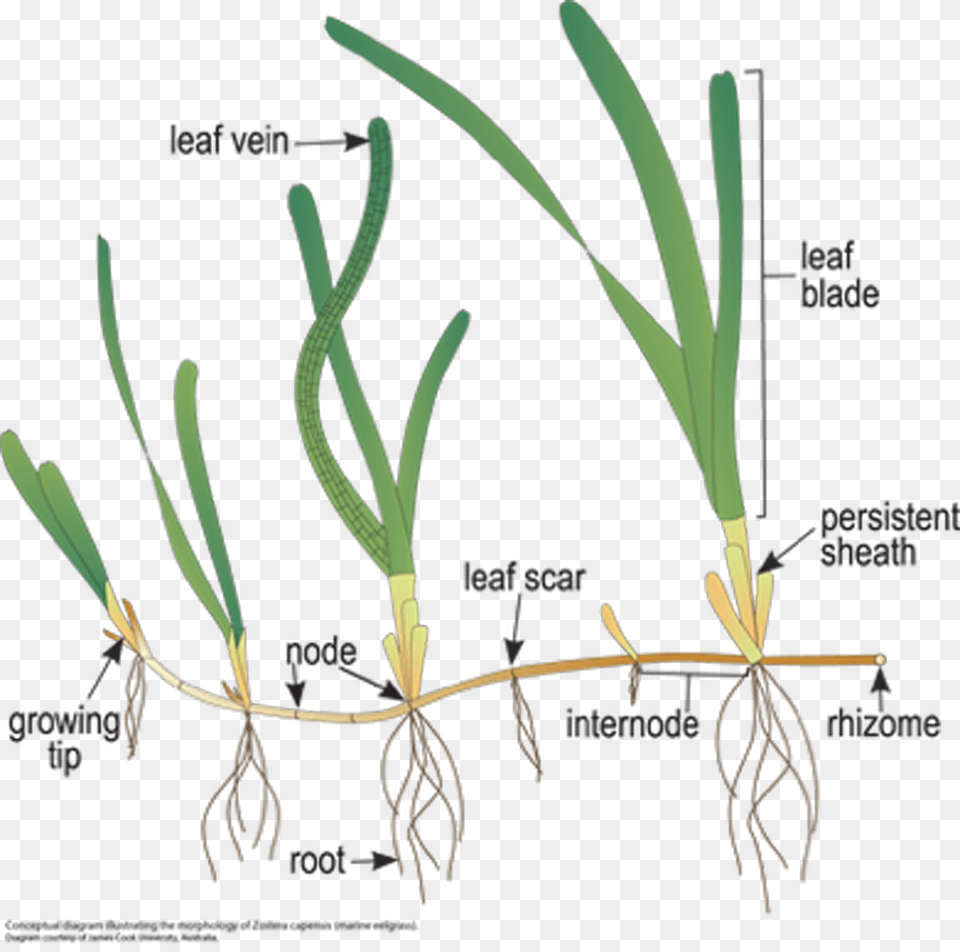 Detailed Illustration Of Posidonia Australis Source Zostera Diagram, Grass, Plant, Agropyron Png Image