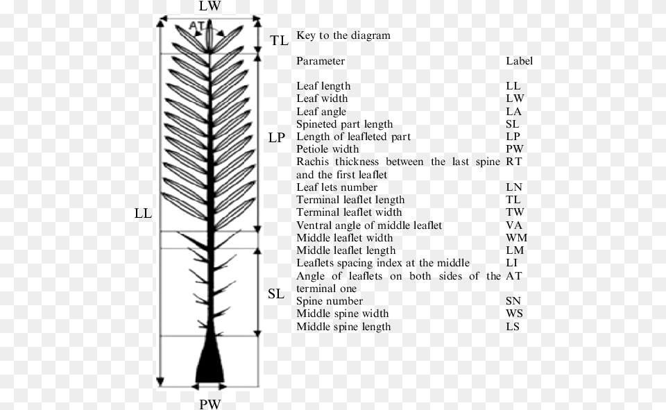 Detailed Morphological Traits Of Date Palm Tree Leaf As Date Tree With Label, Plant, Grass Free Png