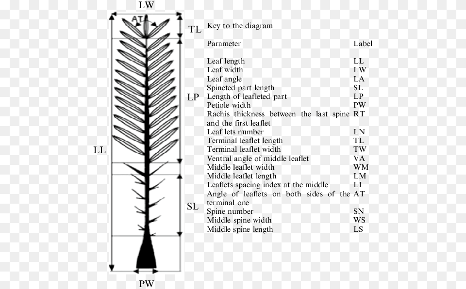 Detailed Morphological Traits Of Date Palm Tree Leaf Document, Grass, Plant, Vegetation, Chart Free Png