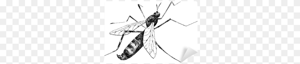 Detailed Mosquito Pencil Drawing Style Vector Wall Mosquito A Lapiz, Animal, Bow, Weapon, Bee Free Png Download