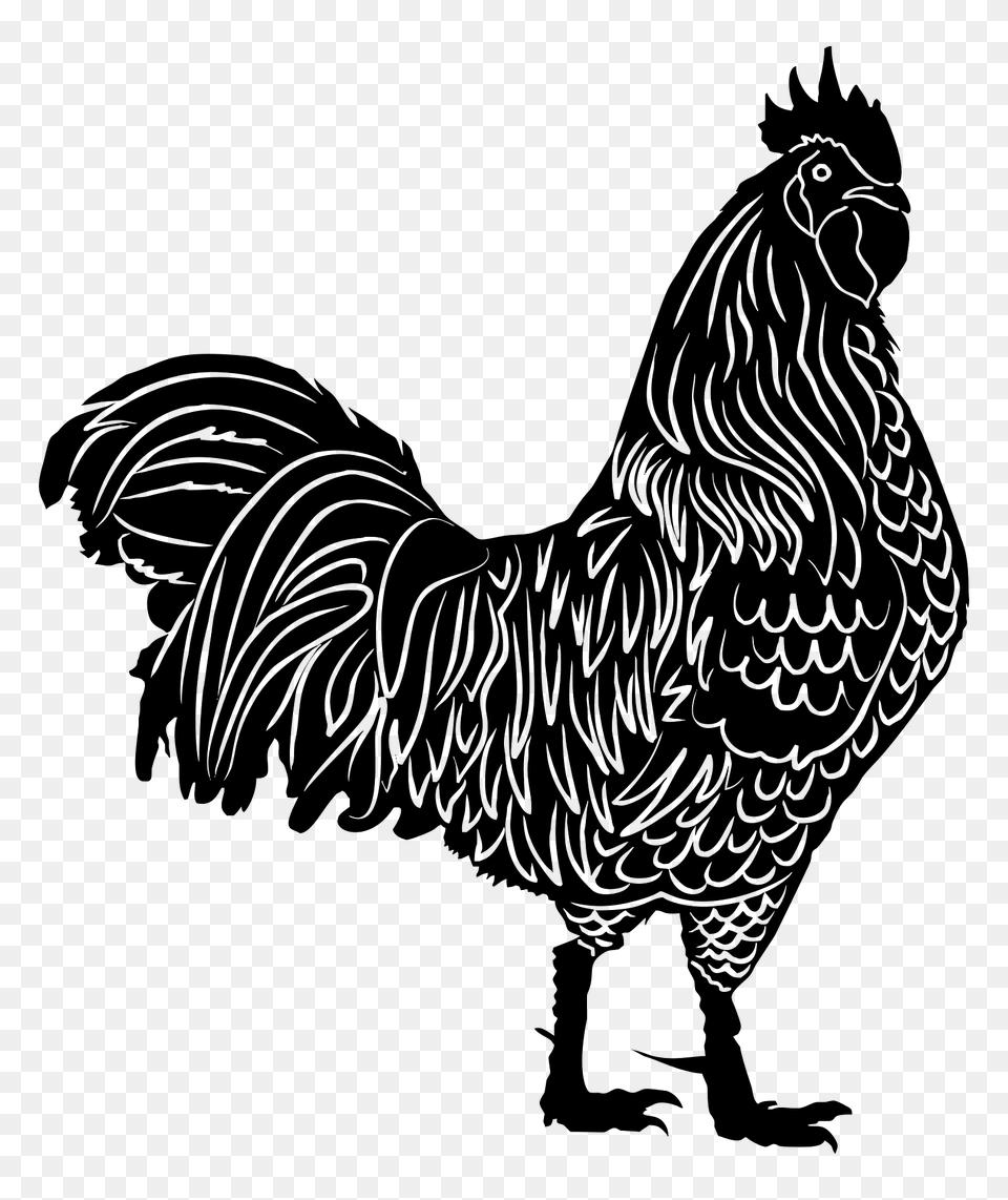 Detailed Rooster Clipart, Animal, Bird, Chicken, Fowl Free Png Download