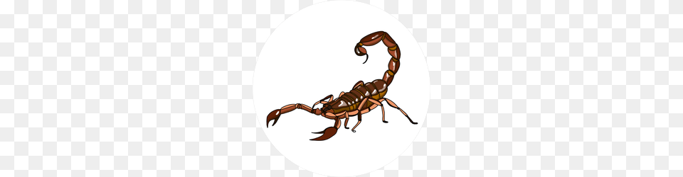 Detailed Scorpion Stickers Car Decals, Animal, Invertebrate Png