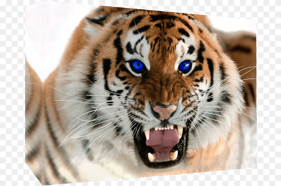 Details About Roaring Tiger With Blue Eyes Tiger Growling, Animal, Mammal, Wildlife Png Image