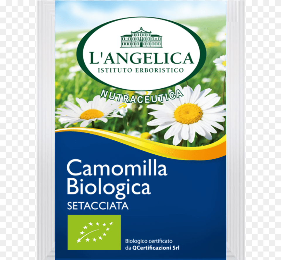 Details L Angelica, Advertisement, Daisy, Flower, Herbal Png