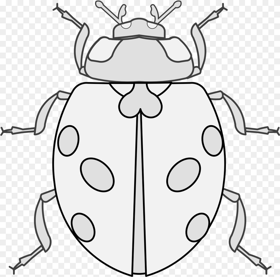 Details Ladybug, Animal, Baby, Person Free Transparent Png