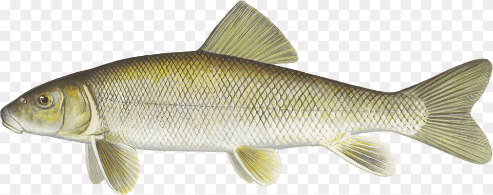 Details White Sucker Does A White Sucker Look Like, Animal, Fish, Sea Life, Carp Free Transparent Png