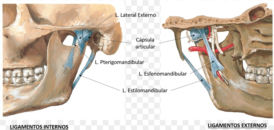 Detailsjaw, Head, Person, Face, Body Part Png Image