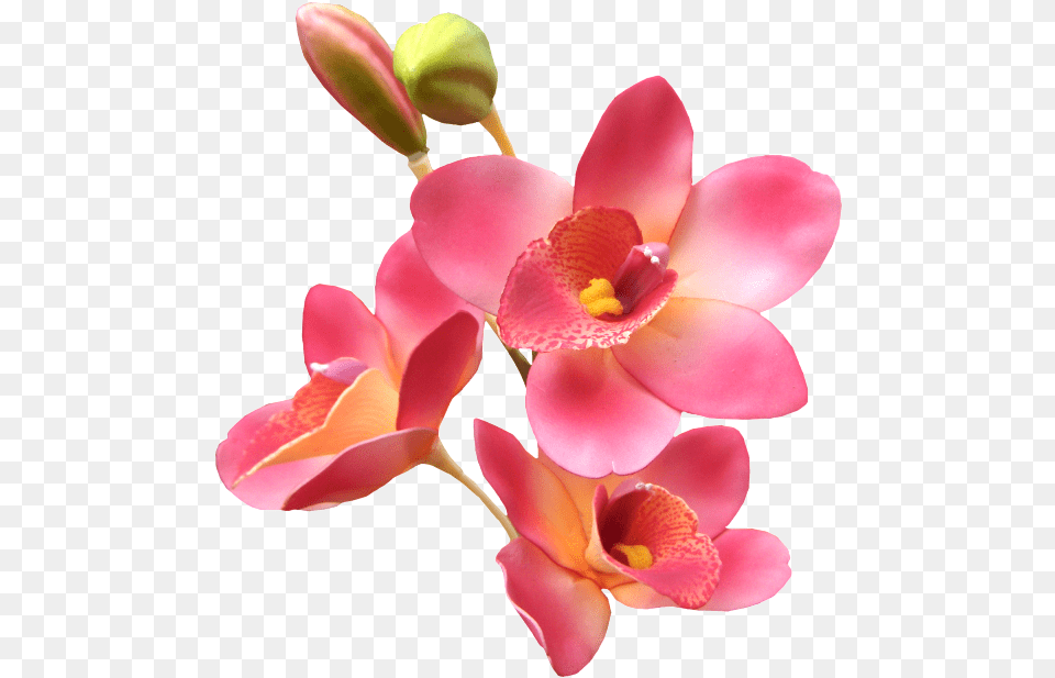 Detalles De Buenos Dias Con Flores, Flower, Orchid, Petal, Plant Png