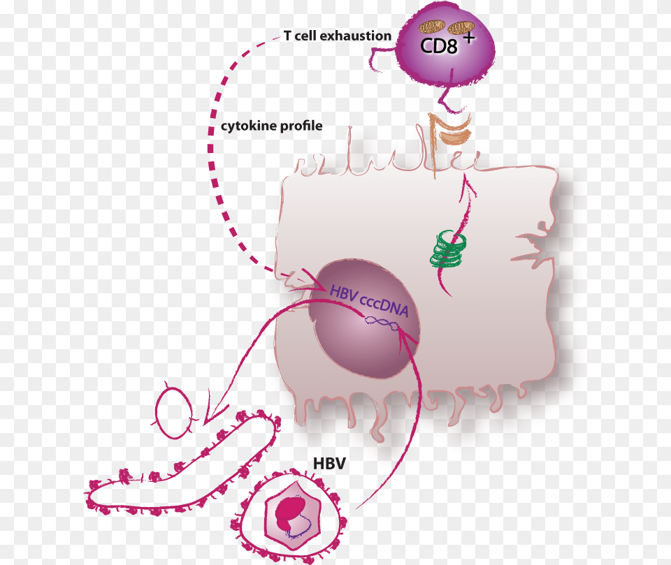 Determinants And Dynamics Of Elimination Versus Illustration, Art, Graphics, Balloon Png