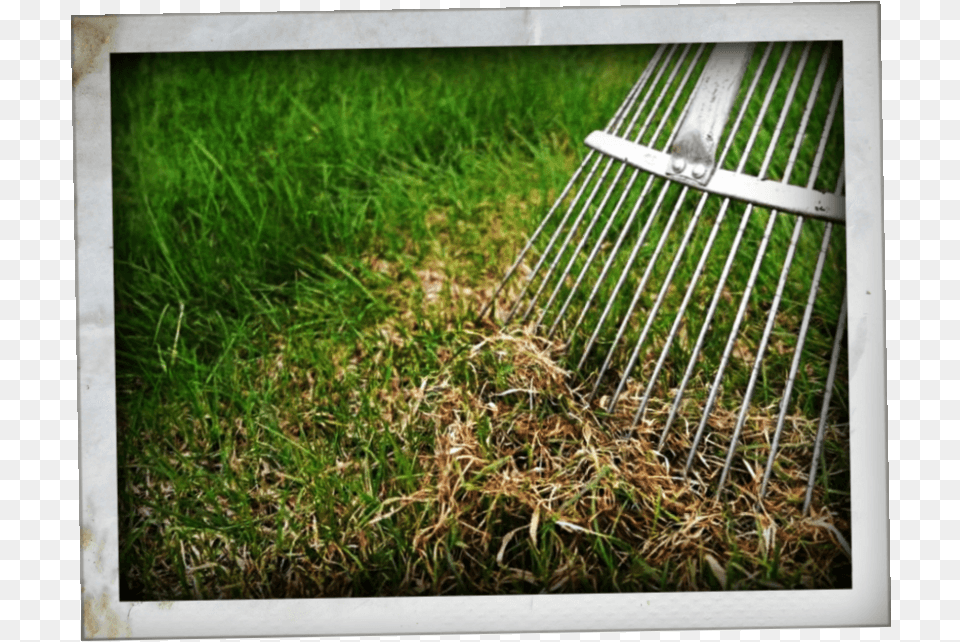 Dethatcher, Grass, Plant, Rake, Lawn Free Transparent Png