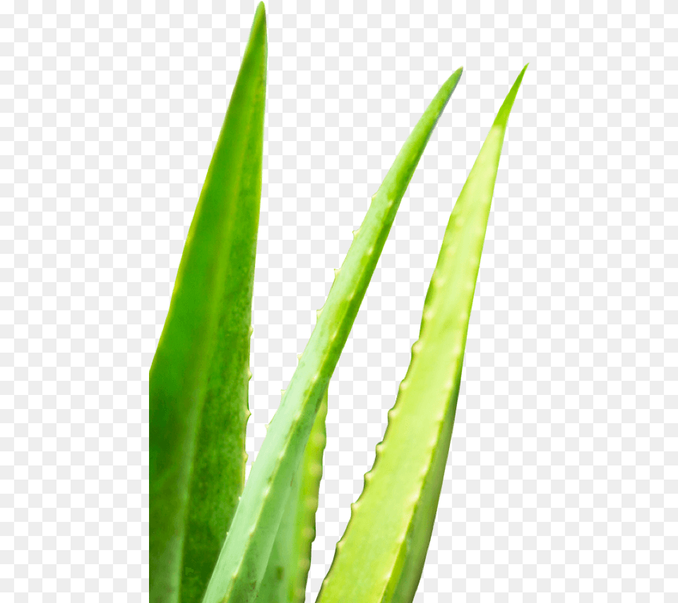 Detoxwater Prebiotic Aloe Vera Infused Water U2013 Detoxwater Agave, Plant Free Png Download