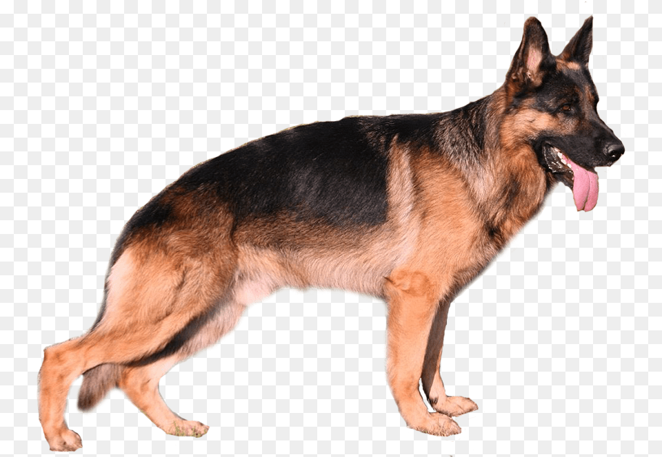 Deutscher Schferhund Download Deutscher Schferhund, Animal, Canine, Dog, German Shepherd Png