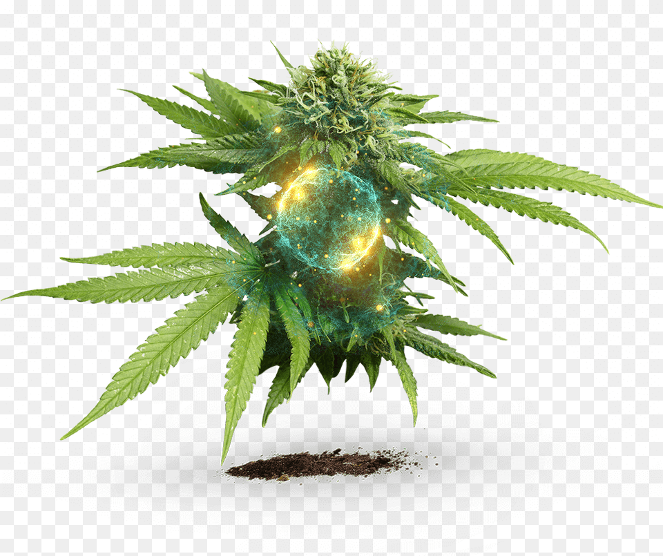 Develop Marijuana Plant White Background, Leaf, Hemp, Weed Free Transparent Png