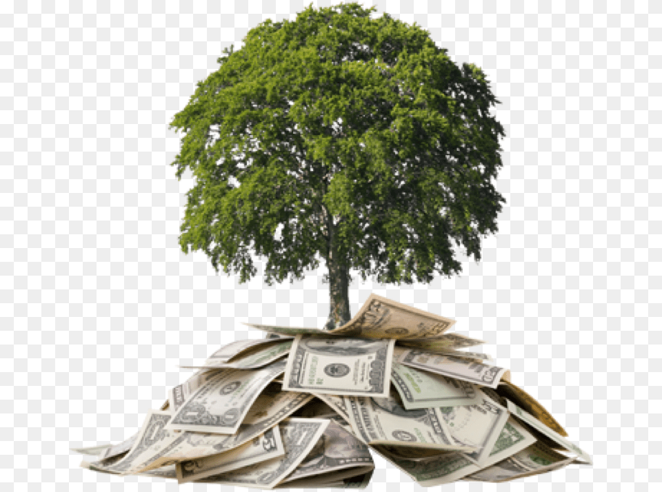 Develop Money Tree Money Under A Tree, Plant Free Png Download