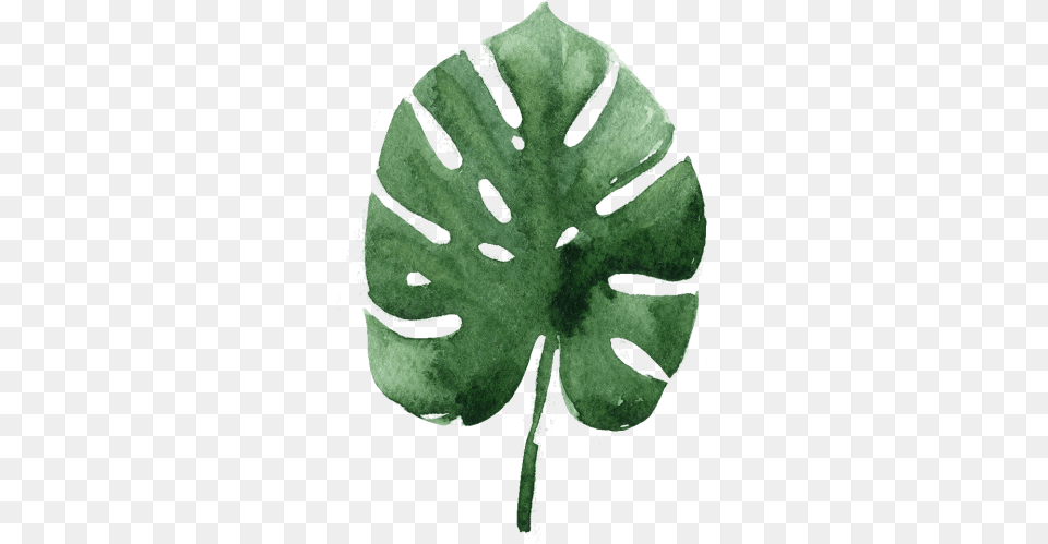 Develop Your Skills With Our Quality Clinics Transparent Tropical Leaves Watercolor, Leaf, Plant, Accessories, Gemstone Png Image