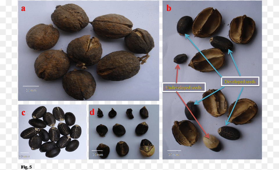 Developed And Undeveloped Seeds In J White Walnut, Food, Nut, Plant, Produce Free Png Download