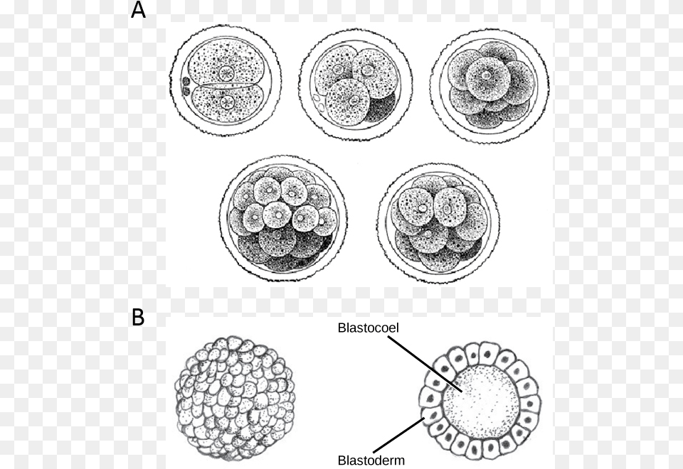 Development Drawing Age Transparent Embryos Cell Divisions, Machine, Spoke, Sphere Free Png Download