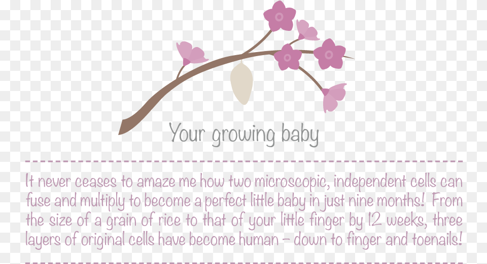 Development In The First Trimester Moth Orchid, Flower, Petal, Plant, Cherry Blossom Free Transparent Png