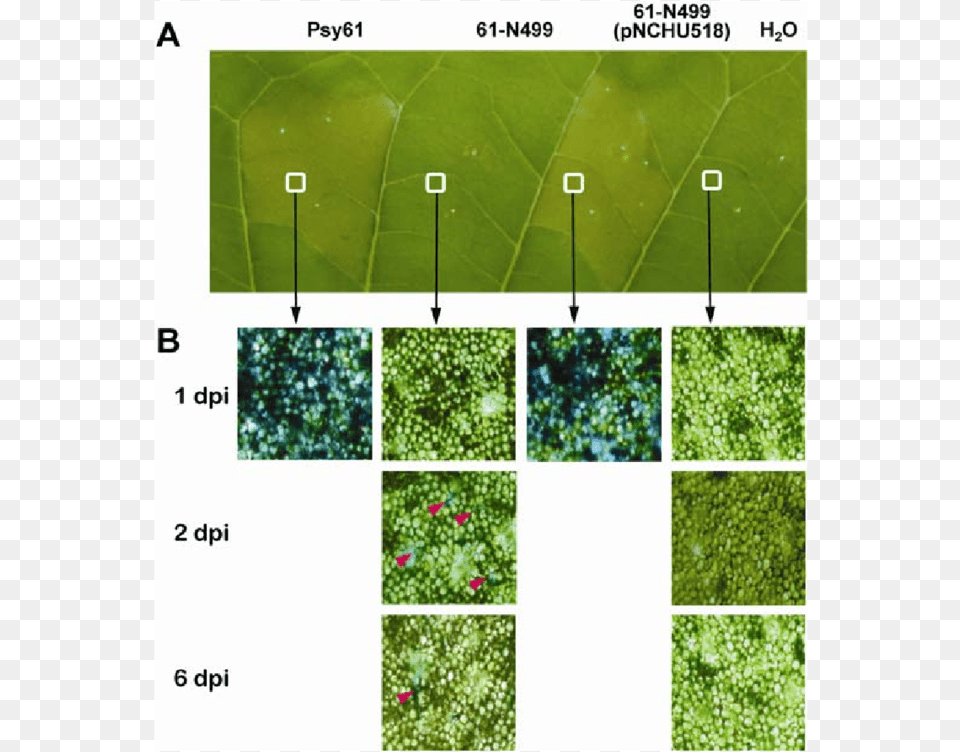 Development Of Hypersensitive Response On Tobacco Leaves Pseudomonas Syringae, Leaf, Plant, Vegetation, Moss Free Png