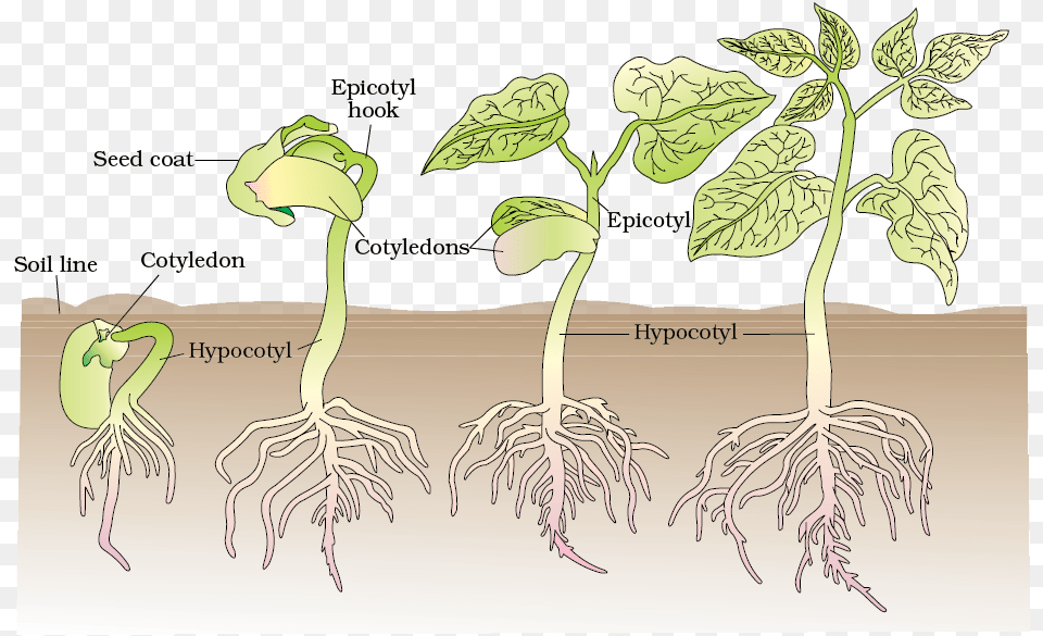 Development Of Plants, Plant, Root, Baby, Person Free Png