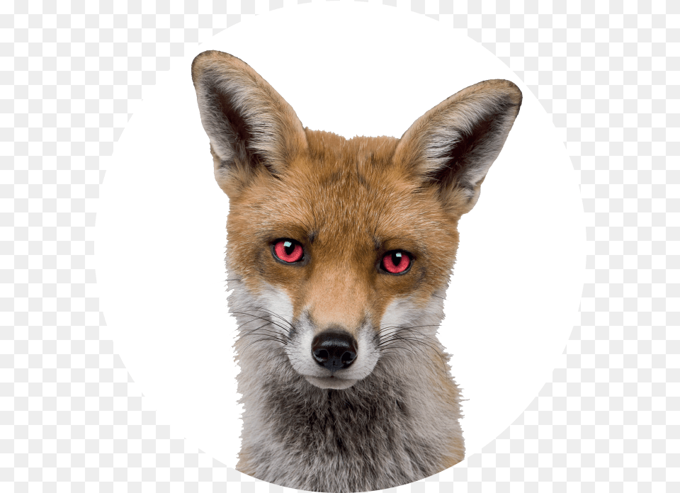 Devil Eyes Download Fox Head, Animal, Canine, Mammal, Red Fox Png