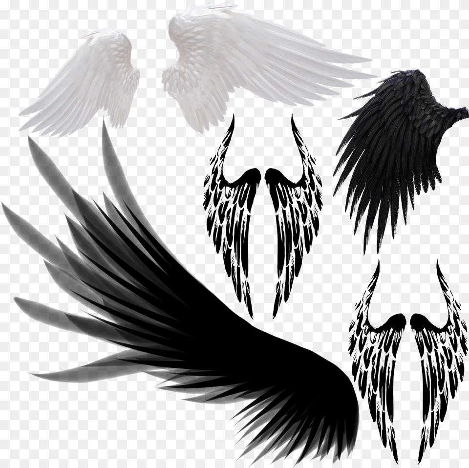 Devil Wings Bird Wings Transparent Background Wings, Animal, Blackbird, Flying Free Png