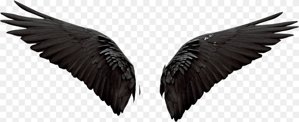 Devil Wings Photo Editing Background Lovely, Animal, Bird, Flying, Vulture Png Image