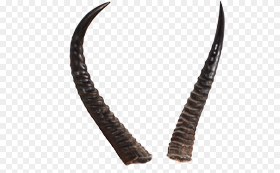 Devils Horn Transparent Image Realistic Devil Horns Transparent Background, Animal, Mammal, Wildlife, Antelope Free Png