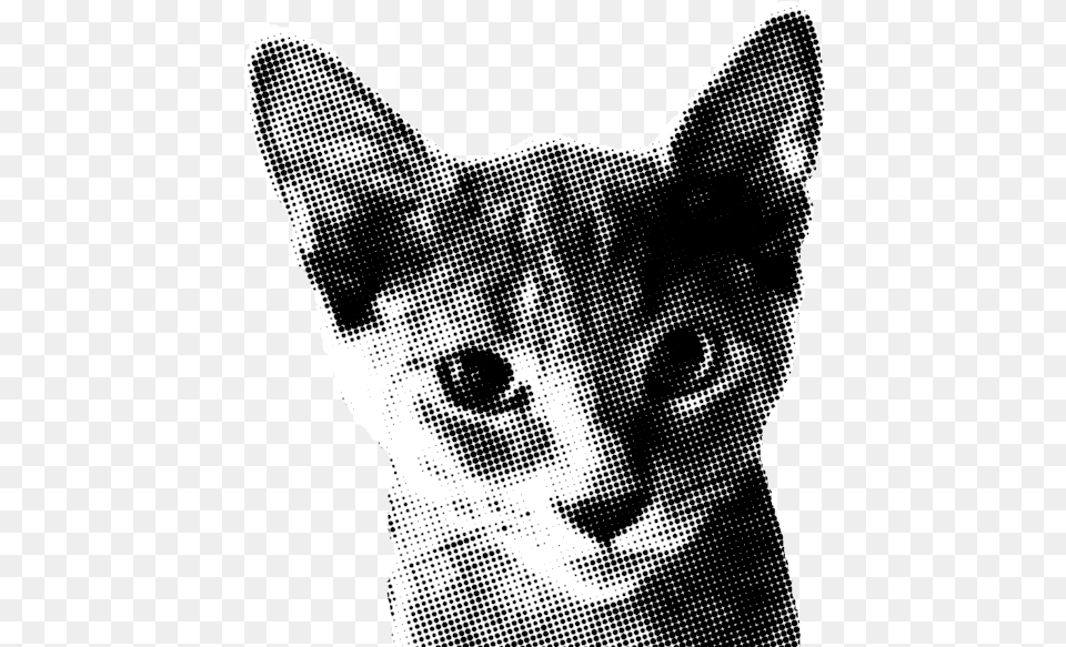 Devon Rex, Animal, Baby, Cat, Mammal Free Png Download