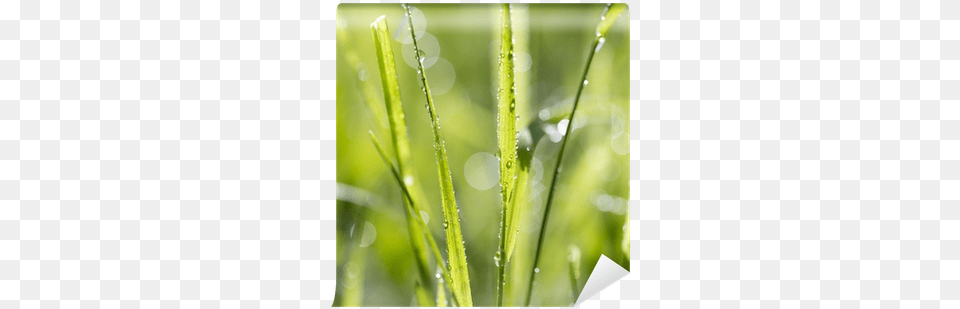 Dew, Droplet, Grass, Plant, Leaf Free Transparent Png