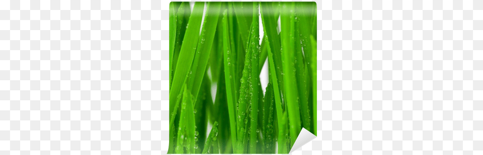 Dew, Grass, Green, Plant, Lawn Free Transparent Png