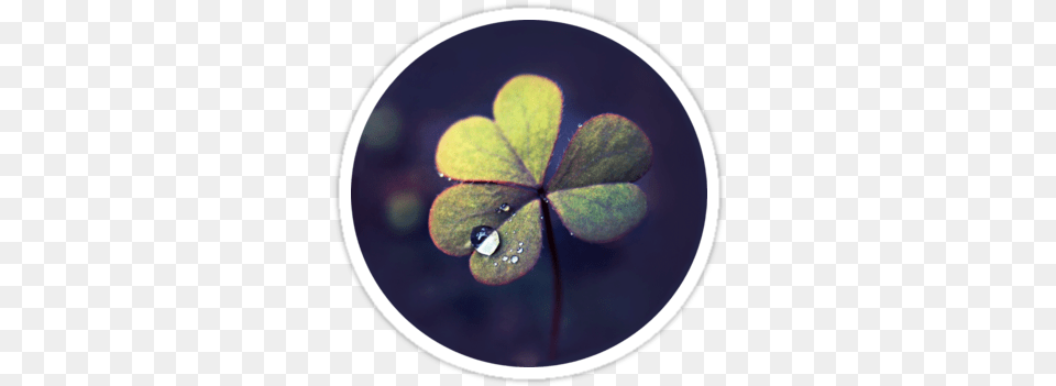 Dew Drop On Clover Like Oxalis Macro, Droplet, Leaf, Plant Png Image
