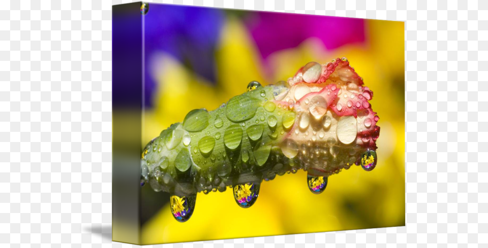 Dew Drops On Flowers Water, Bud, Droplet, Flower, Plant Free Png Download