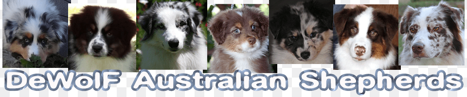 Dewolf Aussies Sales, Animal, Canine, Dog, Mammal Free Png Download