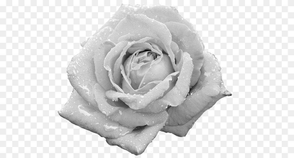 Dewy Rose, Flower, Petal, Plant Png