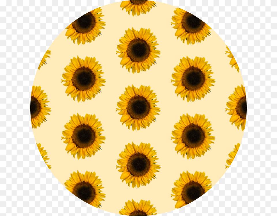 Dexhornet, Flower, Plant, Sunflower Png Image