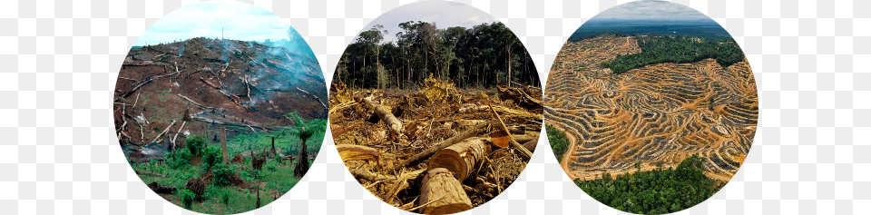 Dforestation Massive Deforestation By Richard Spilsbury, Plant, Photography, Vegetation, Outdoors Png Image