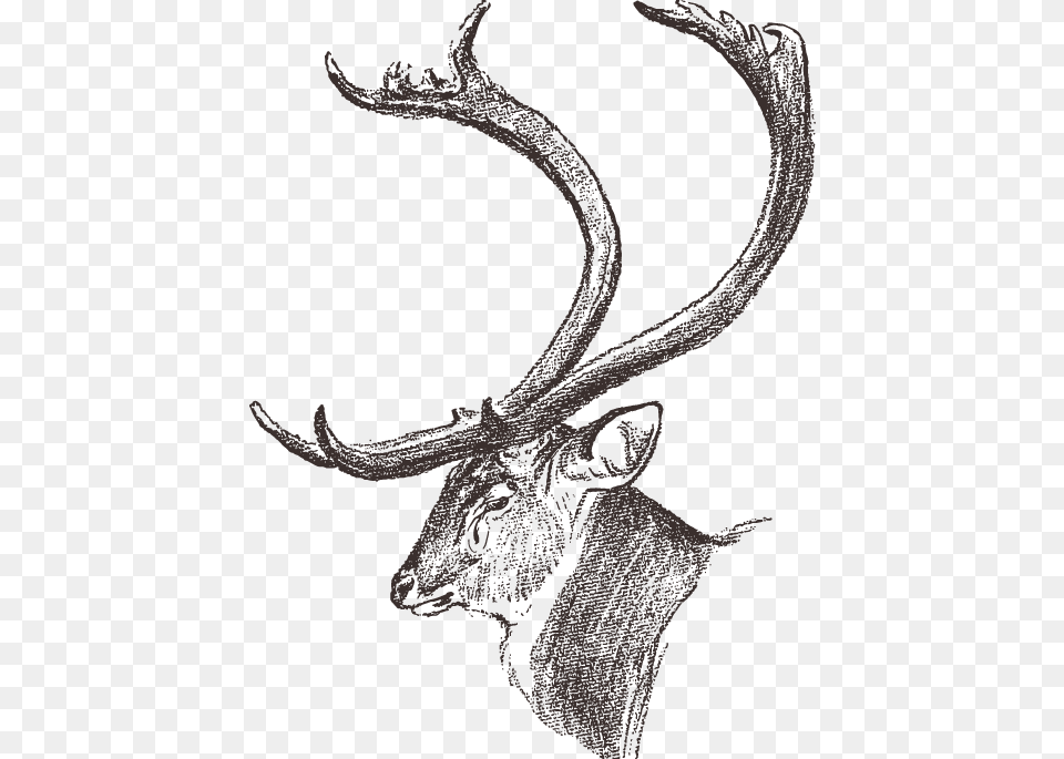 Dhole Chital Elk Antler Huge Of Deer Rog Risunok, Animal, Mammal, Wildlife, Person Free Transparent Png
