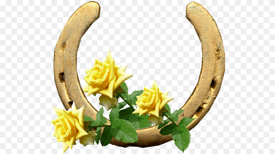 Di Buongiorno 27 Aprile, Flower, Plant, Rose, Horseshoe Free Png Download