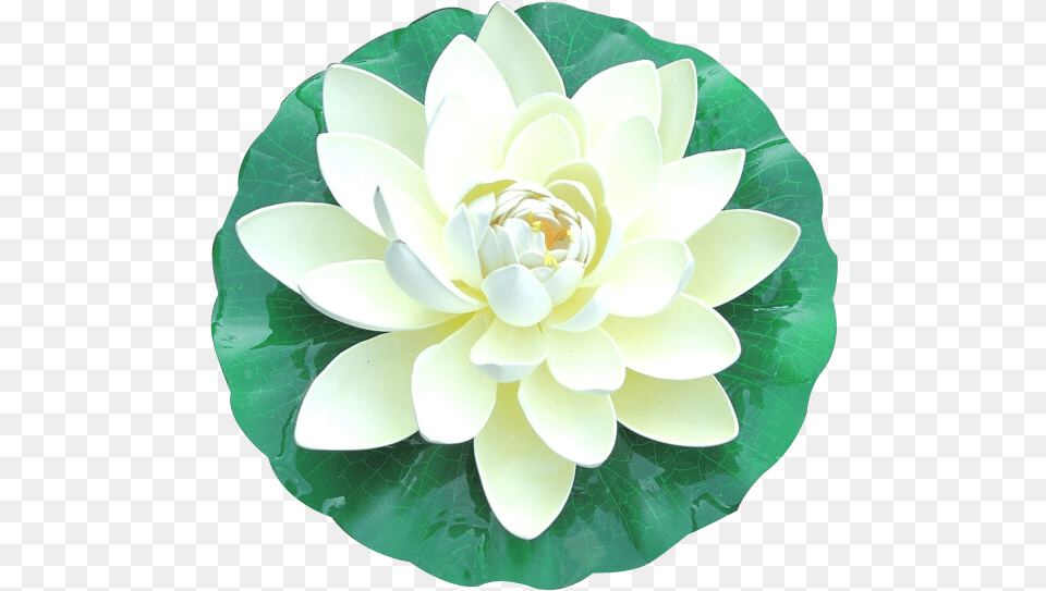 Dia 60cm Pond Foam Lotus Floating Lotus Milk White Lotus Top View, Dahlia, Flower, Plant, Lily Png