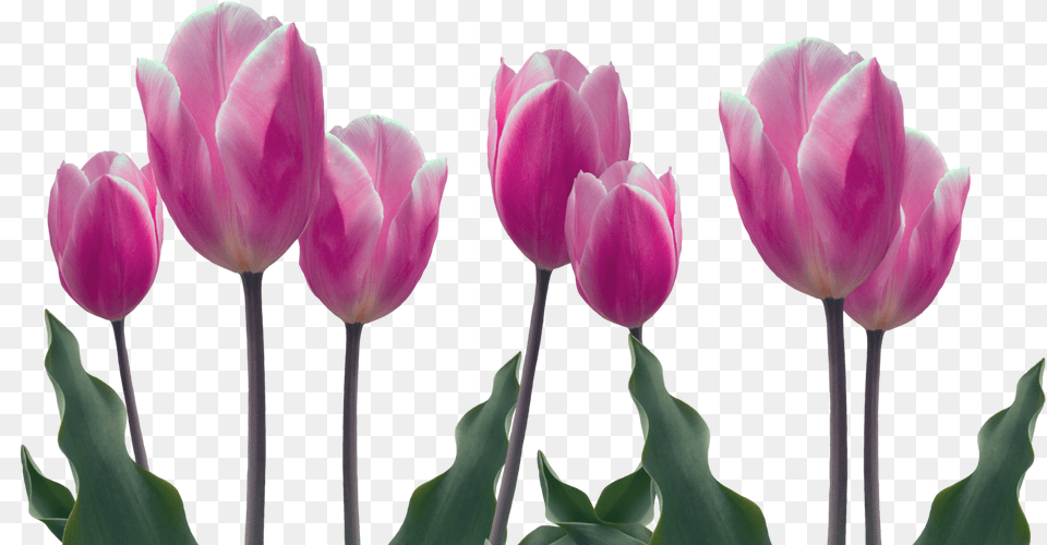 Dia De Las Madres, Flower, Plant, Tulip, Petal Free Png Download