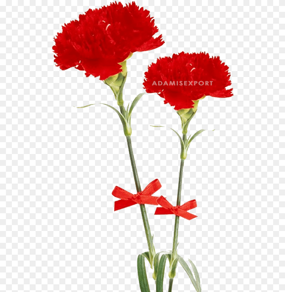 Dia Delas Madres Sin Texto, Carnation, Flower, Plant Free Png Download