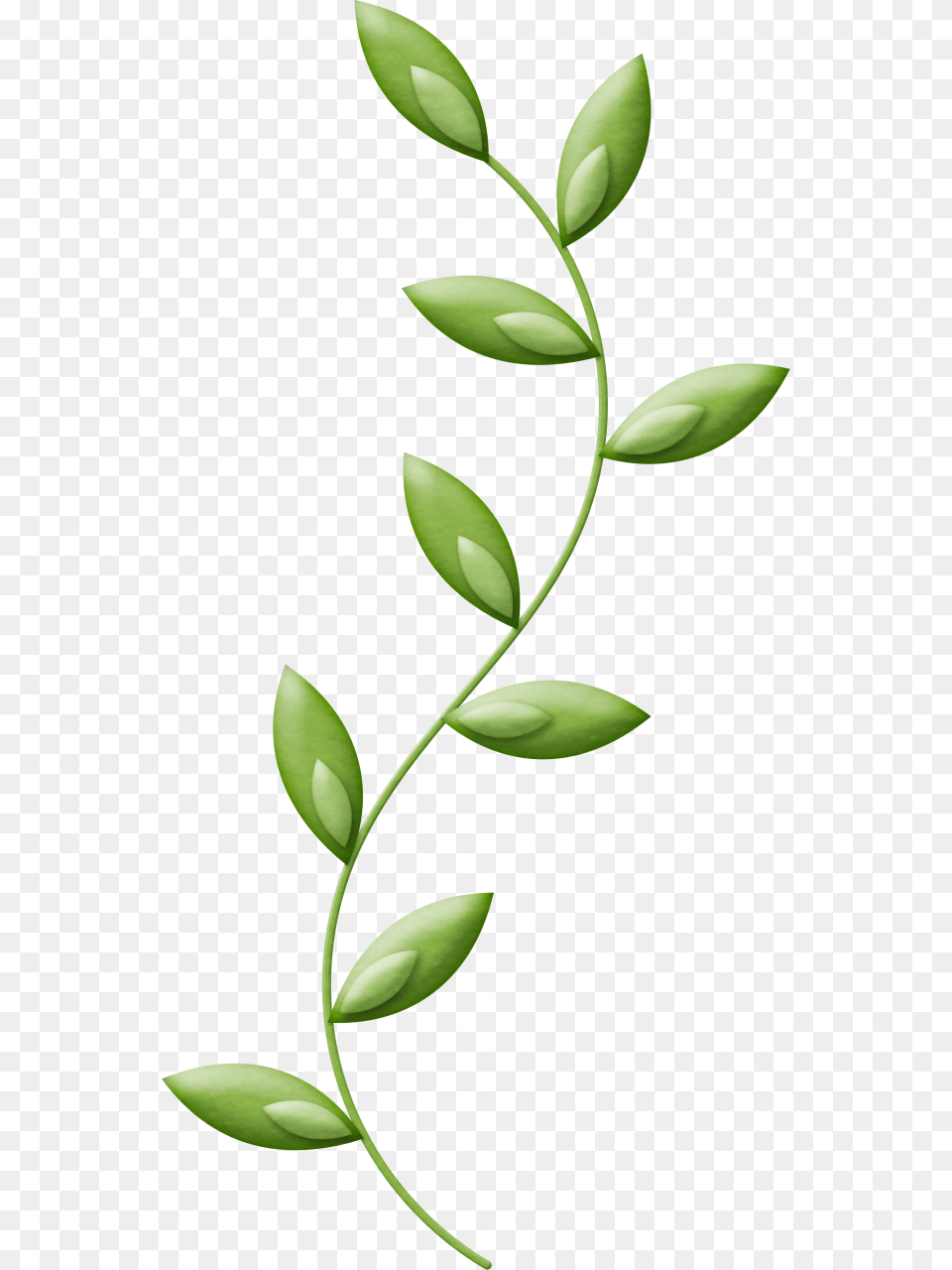 Dia Nacional De La Enfermera Da De La Enfermera, Green, Leaf, Plant, Herbal Png