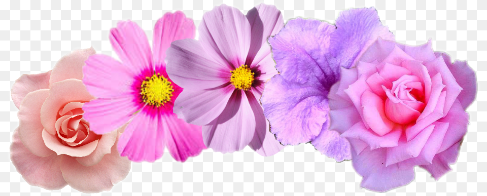 Diademas De Flores, Anemone, Flower, Petal, Plant Free Png