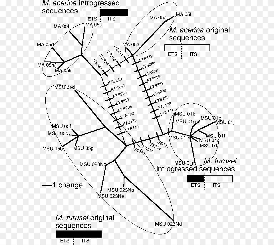 Diagram, Chart, Plot, Plan, Plant Free Transparent Png