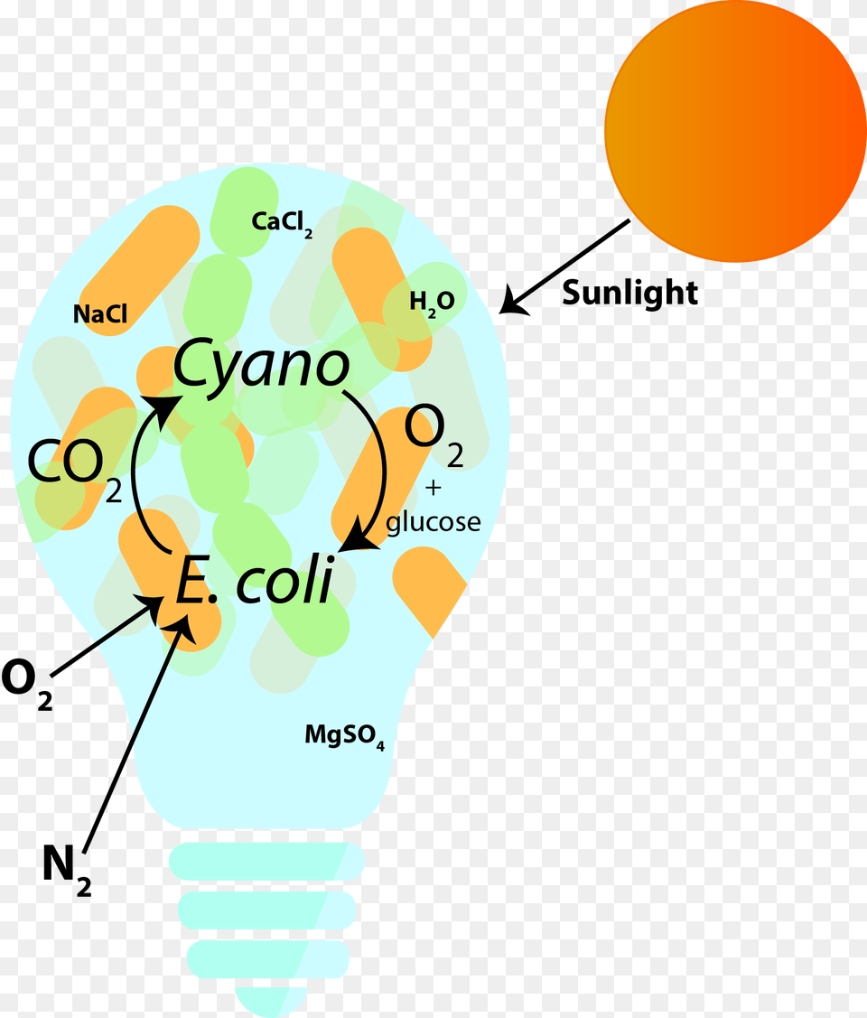 Diagram, Light, Lightbulb Free Png