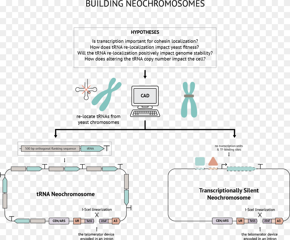 Diagram Free Png Download
